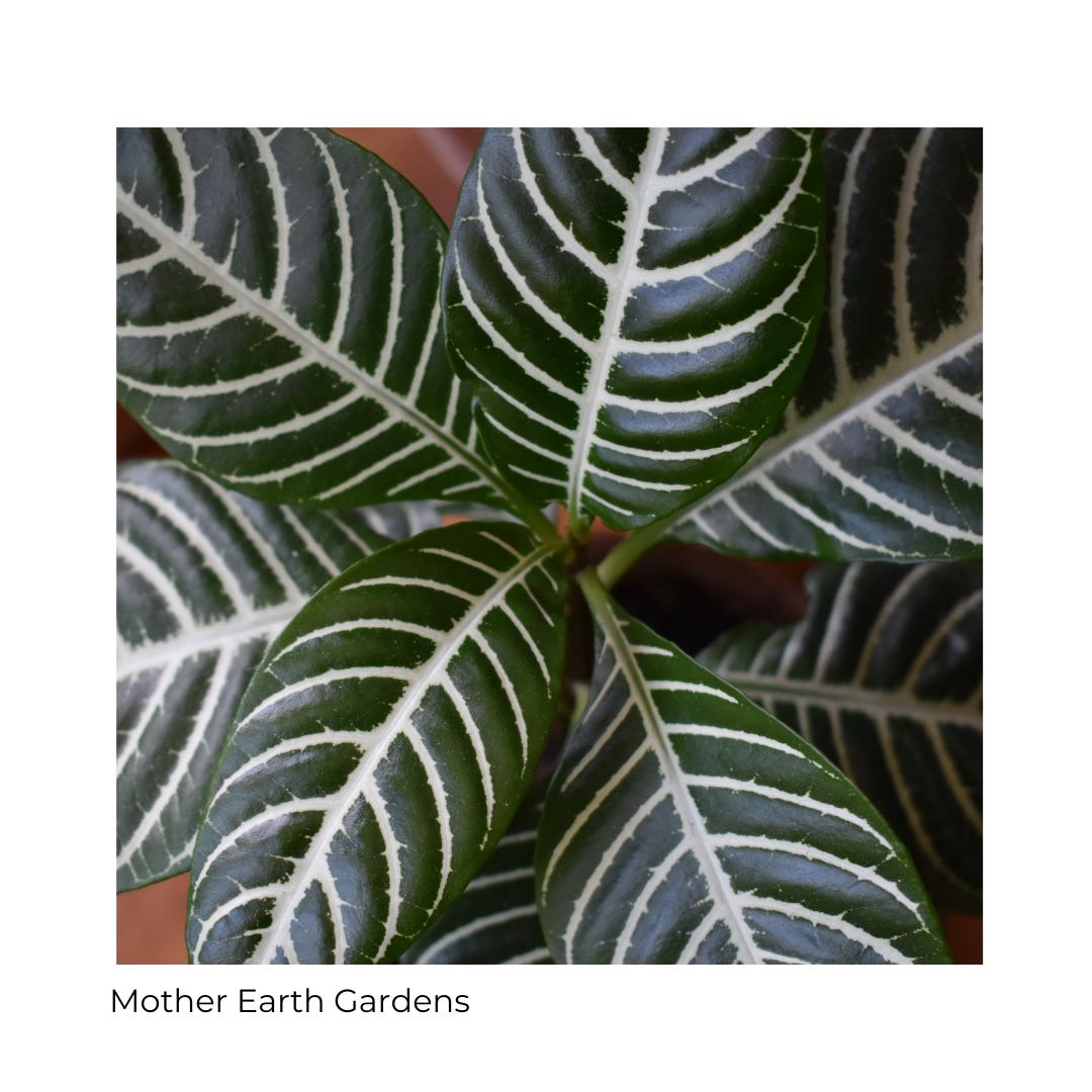 Mother Earth Gardens Minneapolis